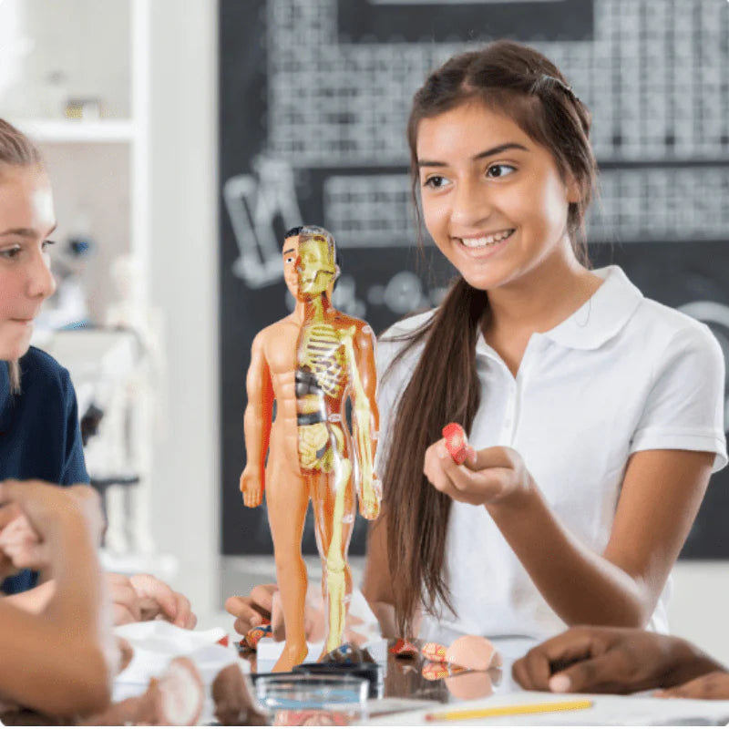 Human Anatomy Model for Kids – 29 Removable Parts STEM Learning Kit with Organs, Skeleton, and Muscles